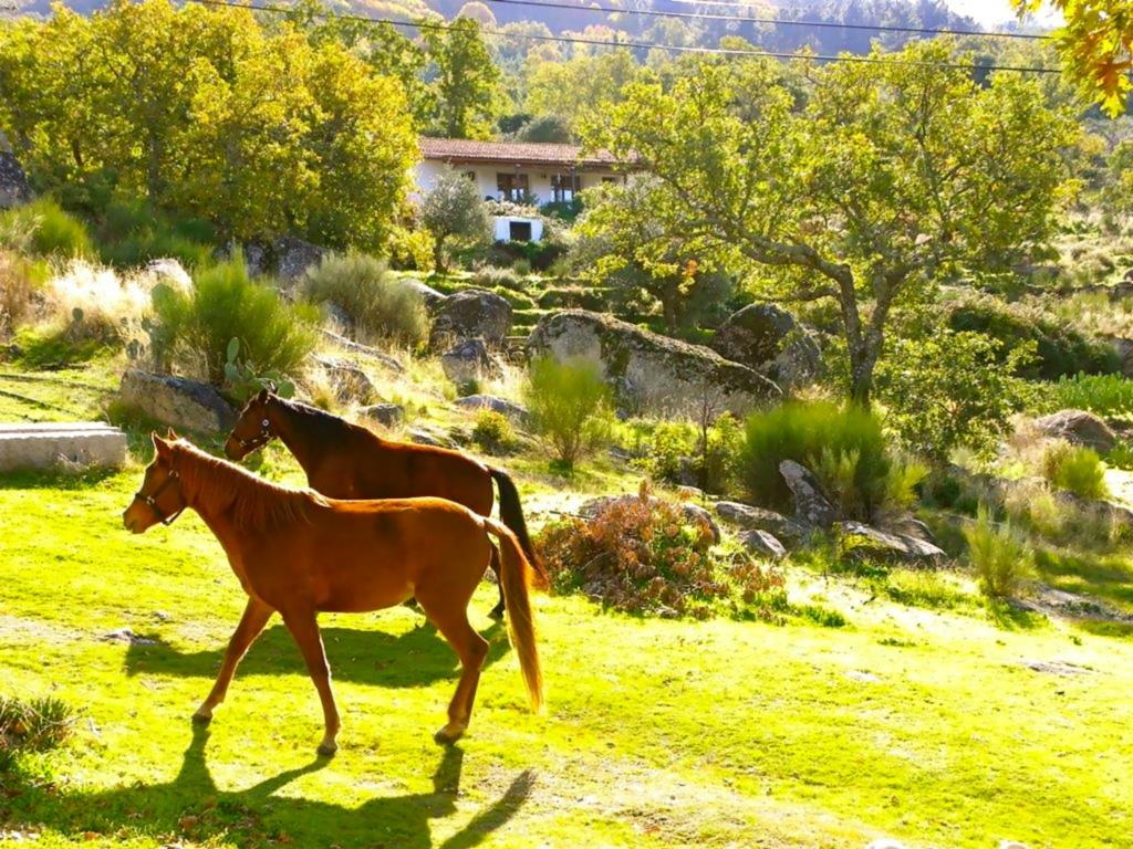 Quinta Do Marvao Guest House Room photo